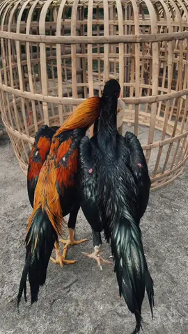RAHASIA BULU AYAM KLIMIS,MENGKILAP kaya Simanis sama si ganteng rahasianya cek kerinjing kininge bolohhhhh😎🔥#fyp #fypシ #foryou #psht #pshtpusatmadiun #jagopsht #wiringkuning #larkumbang #ponorogo24jam #ayambangkoksuper #CapCut 