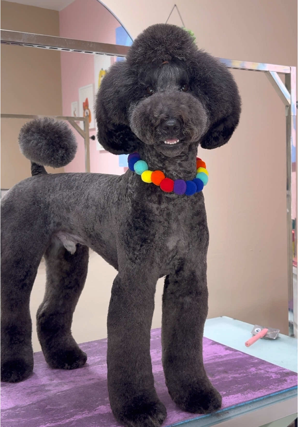 The BBL  not matching his legs . #dogs #doggrooming #dogsbylogan #funnydogs