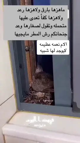 #في هذا اليوم 