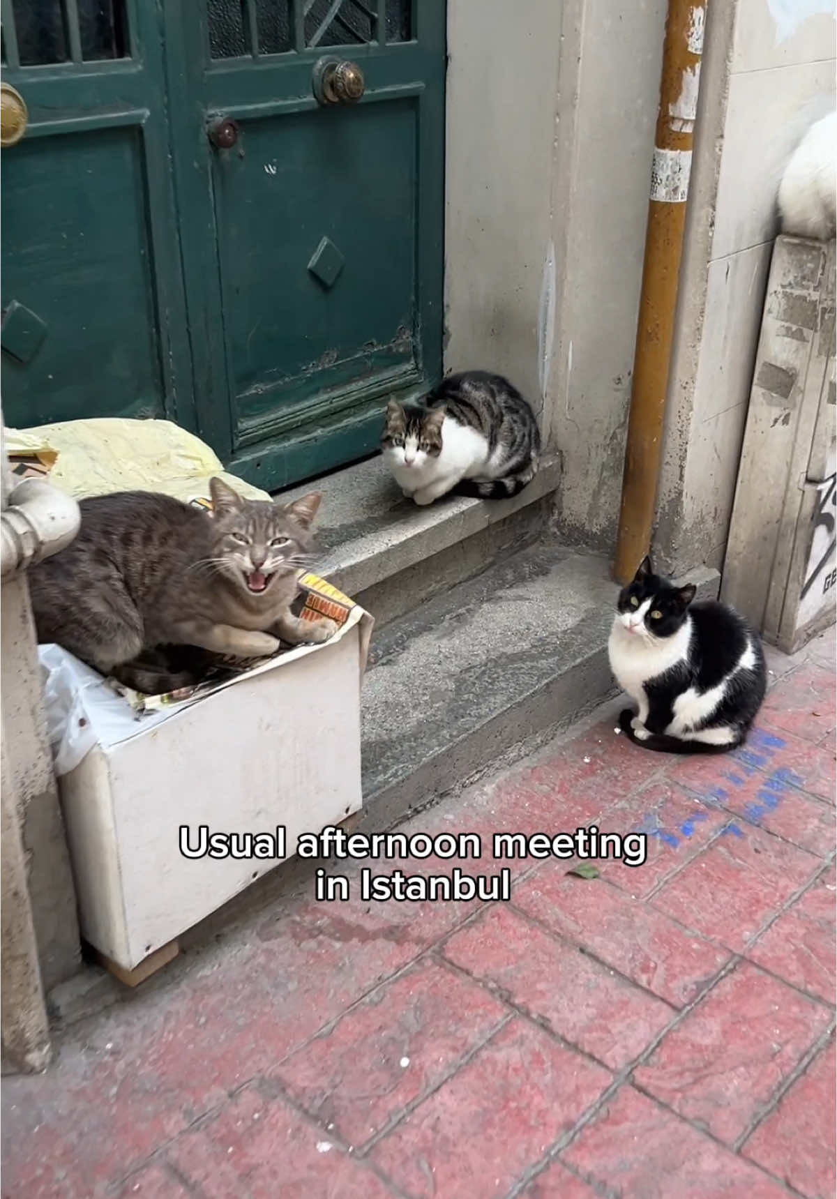 The best way to spend your day in Catstanbul