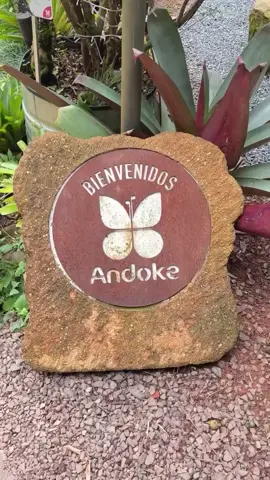 En Cali existe un rincón donde la magia se viste de alas… Vive una experiencia llena de color, libertad y conexión profunda con la naturaleza. En el Mariposario Andoke, no solo verás mariposas, aquí se despiertan los sentidos, el asombro y la admiración por la vida. Recorre senderos rodeados de verde, sumérgete en experiencias sensoriales y déjate envolver por el arte, la ciencia y la cultura. Este 2025, Andoke ha sido reconocido nuevamente como Centro de Ciencias, un logro que lo consolida como un espacio único en la ciudad. Si estás en Cali esta temporada, no dejes pasar la oportunidad de conocer este santuario natural. Artículo tomado de Facebook Secretaría de Turismo de Cali. #CaliEsDondeDebesEstar #TurismoEnCali #SemanaSanta #MariposarioAndoke #NaturalezaViva #DescubreCali #turismo #americadelsur #americadelnorte #europa #colombia #cali #bogota #turista #turisteando #viaje #viajes #mochileros #tourist #tourists
