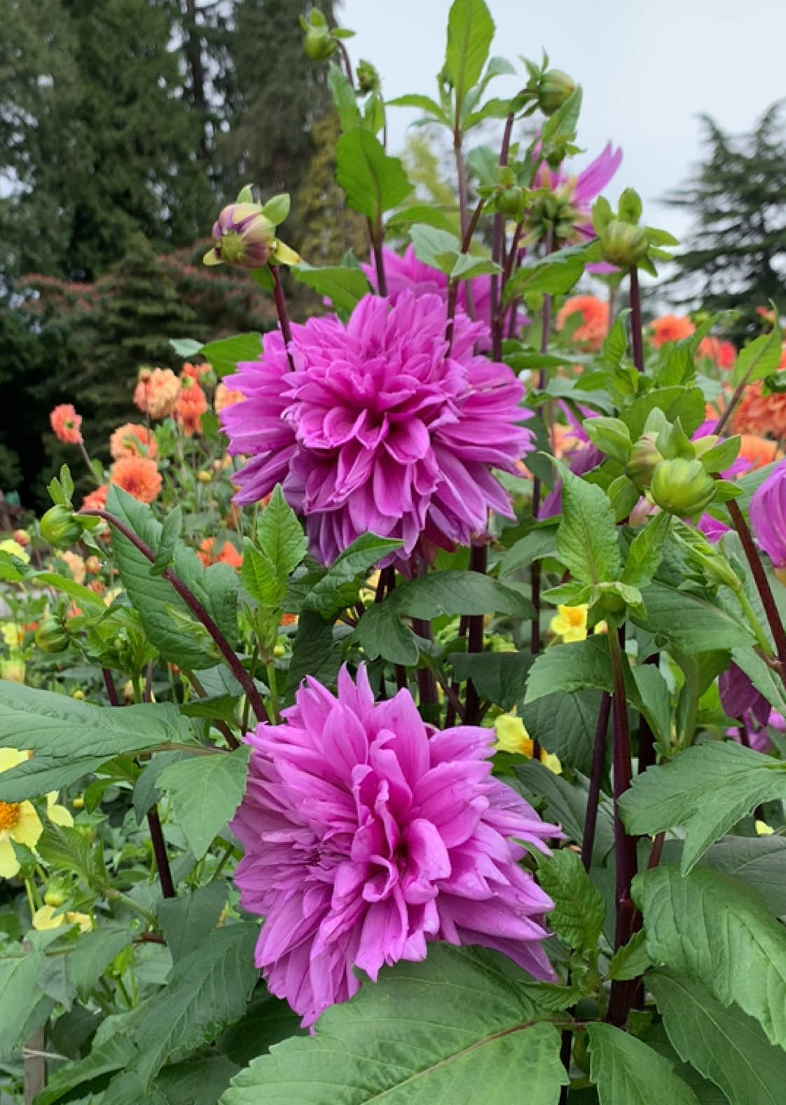 Dahlia garden therapy 💜🌺🌿  #dahlia #dahlias #flowers #flores #fleurs #flowergarden #花 #foryou #foryoupage #fyp 