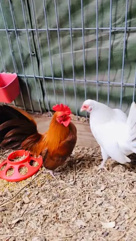 Ai ưng cái màu khét này không ạ🥰#gà #gàtre #gàcanh #gatrebac #gatrebaccoc #gatrekieng #gamini #traigatre #viral #gàtrebắccộc #nét_đẹp_gà_việt #gàtrebắcviệtnam #nétđẹpgàtrebắcviệtnam🇻🇳 #clbgatrebachanoi2 #gàtrethai66 #gatrethai #gàtremỹ #gàserama #traigatrethaibinh #gatreda 