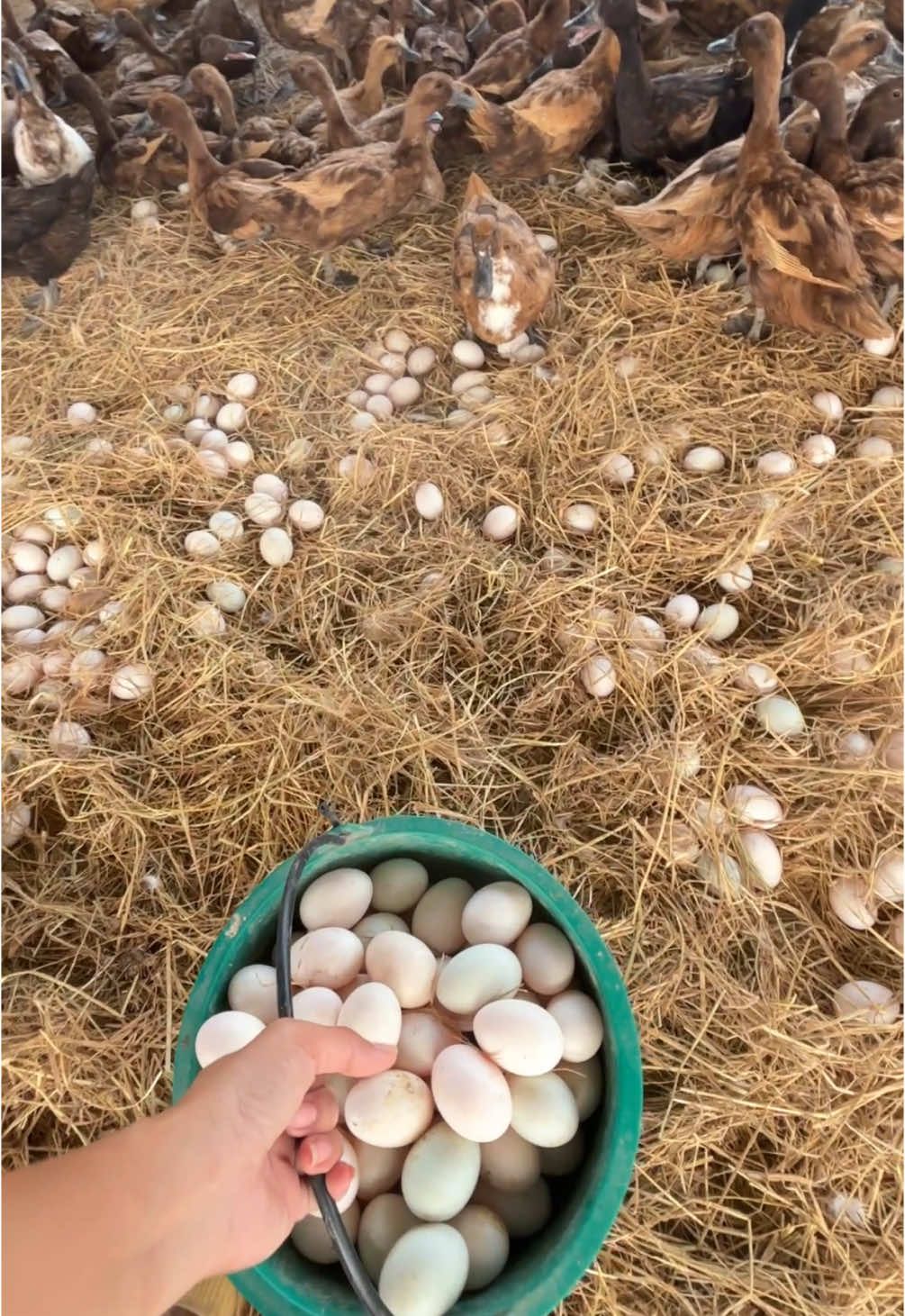 ช่วงนี้อากาศร้อนมาก ☀️🥵🐣 #เก็บไข่ #เลี้ยงเป็ด #เป็ดไข่ #เป็ดไข่อารมณ์ดี #ไข่เป็ดอารมย์ดี 
