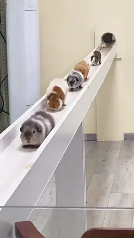Lots of cute guinea pigs, they are so funny. 🥰😍😘#guineapig #guineapigs #pet #cute #cutepet #petlover #pettraining #PetsOfTikTok #fyp #funny #funnyvideo #funnyanimals #cuteanimals 
