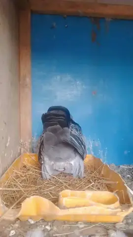 #colombophiliesénegal pigeon qui pond ✅️🥚🙃