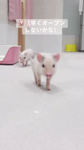 マイクロブタカフェNEW OPEN! mipig cafeイオンモールむさし村山店 #micropig #pig #pet #mipig #マイクロブタ #イオンモールむさし村山 