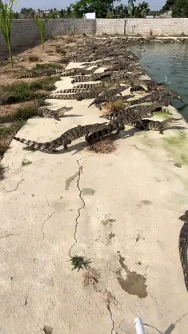 Another day of crazy work#crocodile #animals #breed 