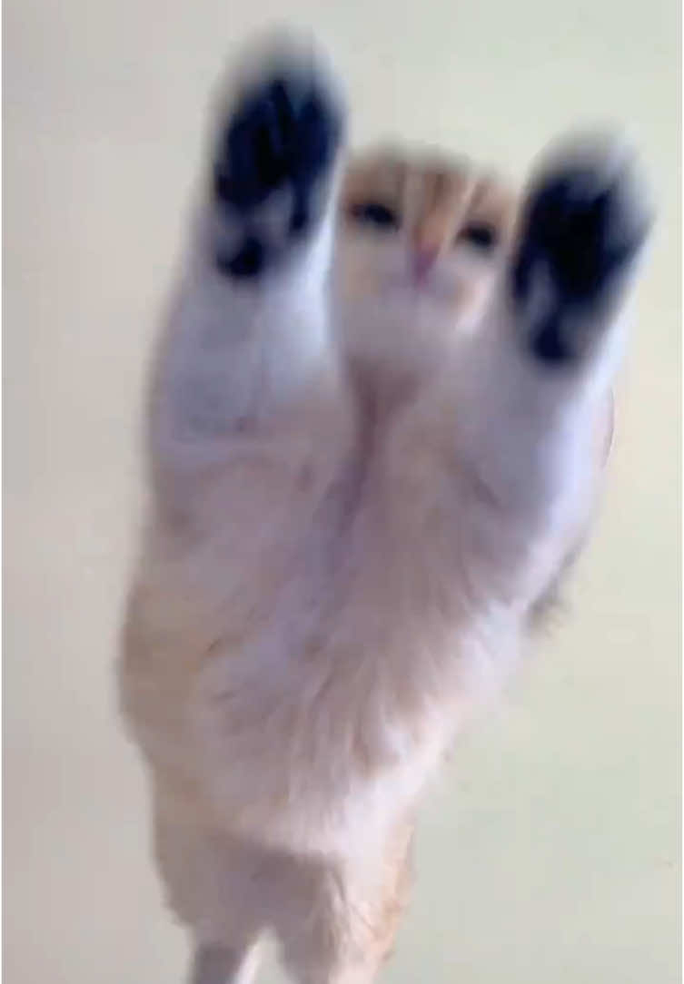 Here comes the flying kitty!Aunties,catch it quickly!