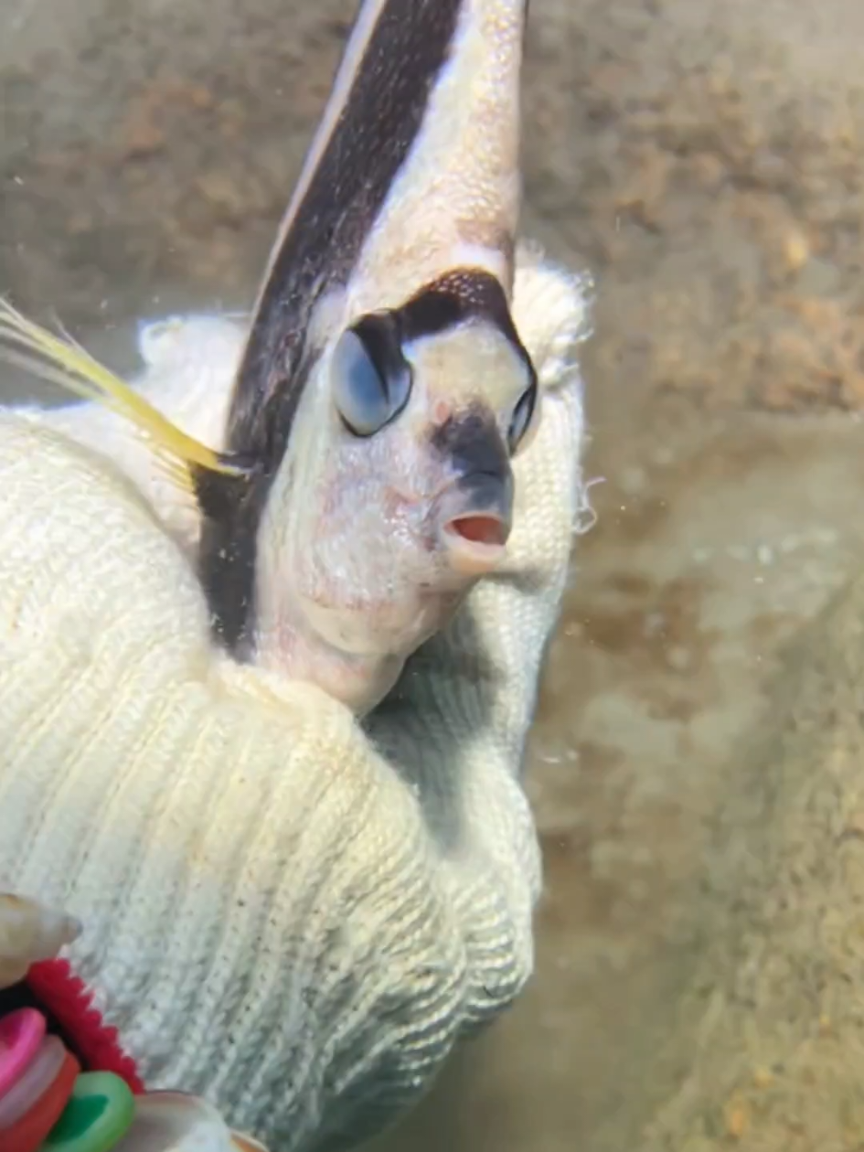 #diving #crab #catchthesea #seaside #seafood #fish #eel #lobster #seangsolofishing