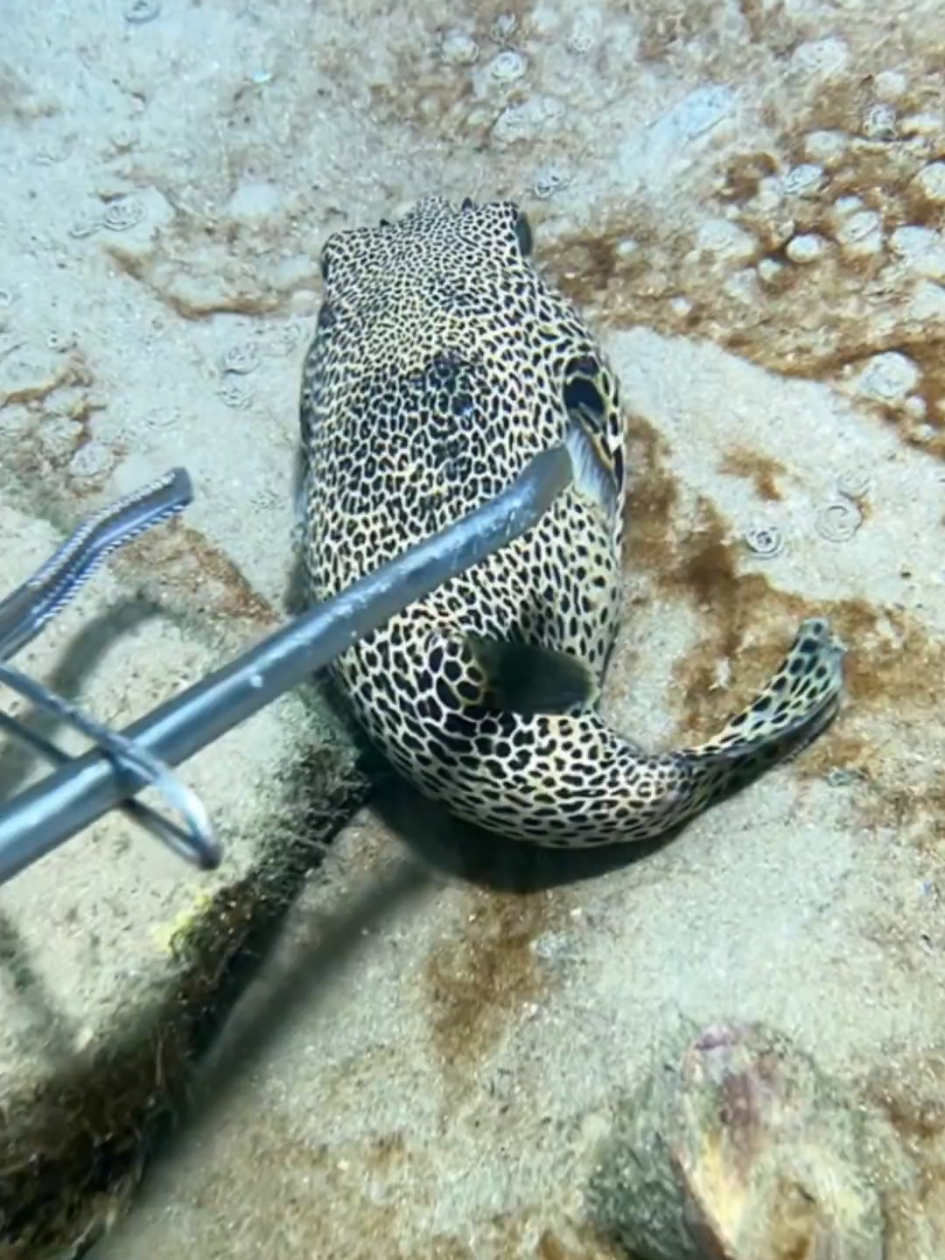 #diving #crab #catchthesea #seaside #seafood #fish #eel #lobster #seangsolofishing