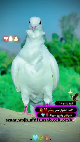 :انـهَ، المابٌيه احـَب روحٌي! شچانٍي وهيـج، حبيتـك؟💔🔕#ارافل_الناصريه🤘🔥😶 #ارافل_الناصريه💯 #فكات_طيور #مشاهير_تيك_توك #ستوريات #مشاهدات #💔 #ستوريات_حزينة ♥️♥️@فكات ارافل وحمر الديوانية @الناصري @حسون⚠️🚩 @علي محسن 🦅 @كرار السنجري @حہسہؤن نہآصہريہه #♥️🥰 @﮼ࢪضيوو 𓅔 #♥️🥰 #