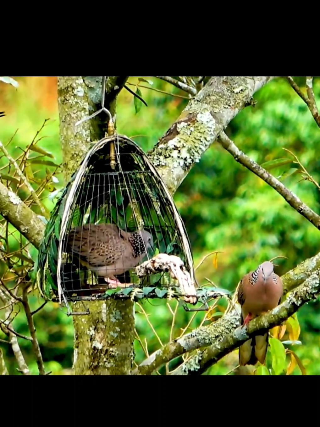 Bẫy Chim Cu Gáy Mồi Cây #cugay #cugayboi 