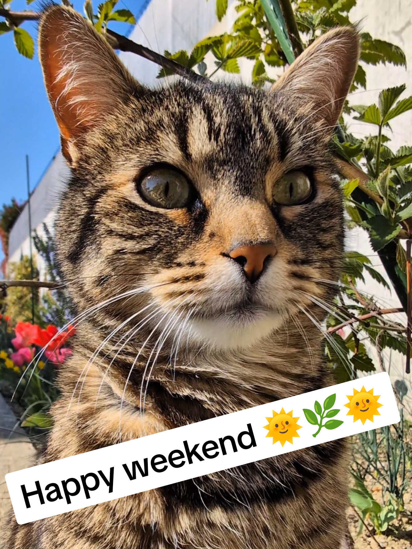 Happy weekend 🌞🌿🌺🌿🌞 #cat #catsoftiktok #asmr #fyp 