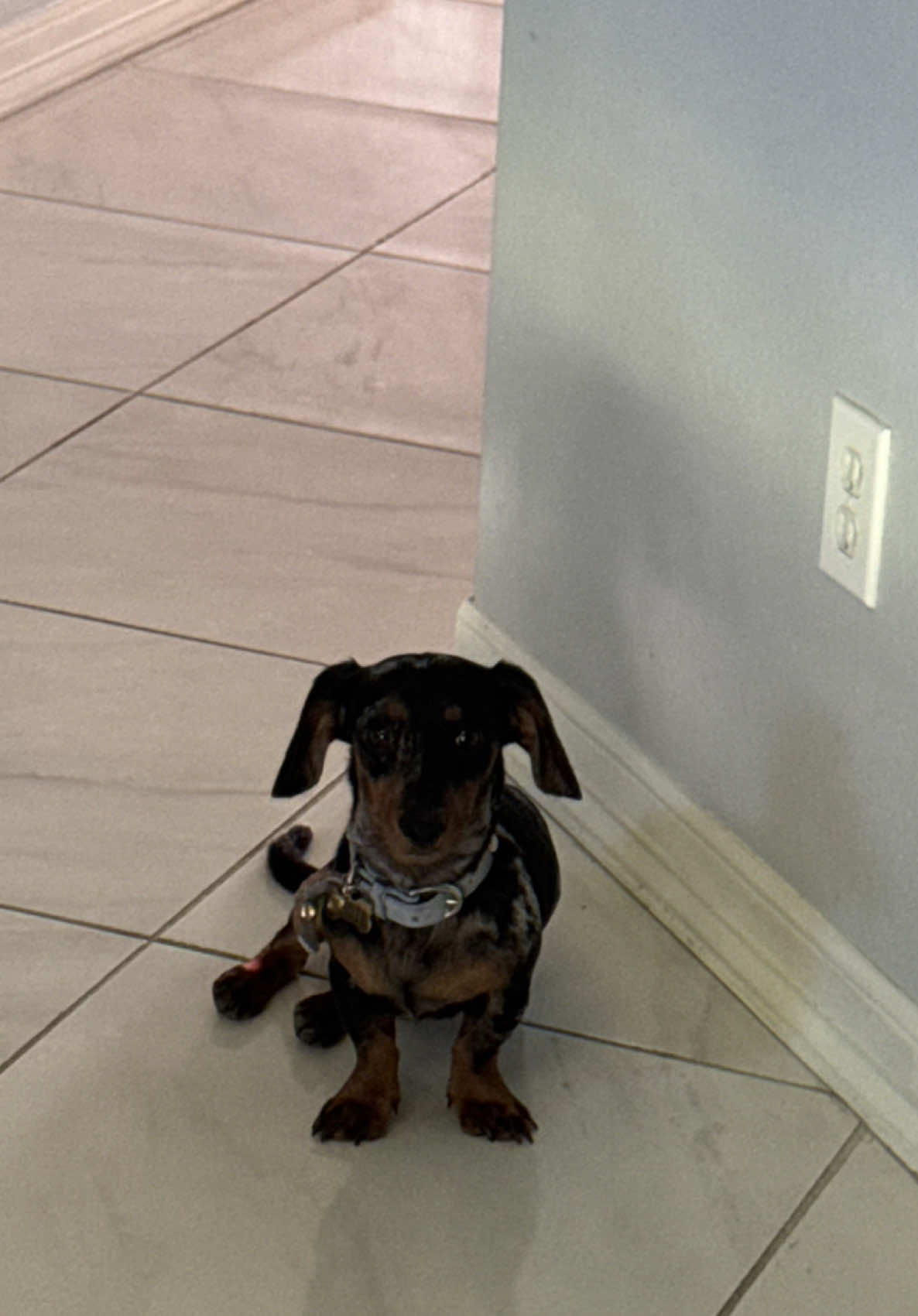 Having a boy dachshund  #fypシ #dachshund #fypage 