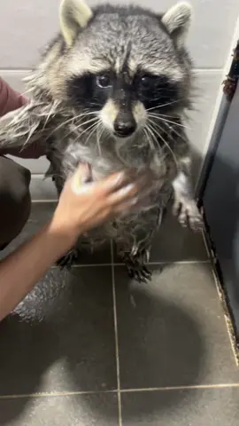 너구리 뱃살 빨래🐾🤣 #건대 #미어캣족장 #raccoon #アライグマ #mapache #seoul #seoultravel #건대핫플 