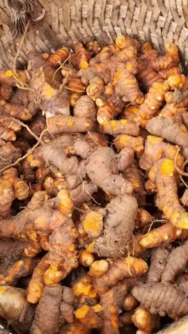 EP.24_ Harvesting turmeric roots to sell at the market _ The house was vandalized by bad guys
