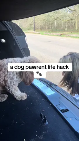 If you don’t fancy getting muddy paw prints all over your house/car, this one’s for you!! #dogparents #dogowner #dogwalk #muddypaws #dogs #tiktokmademebuyit 