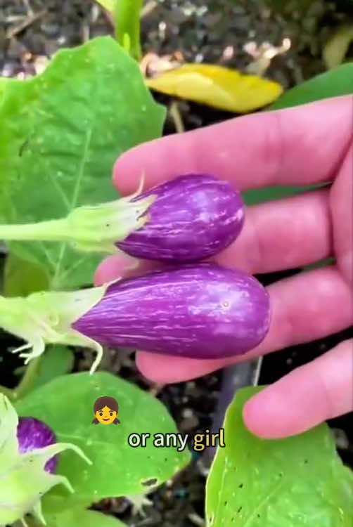 VivoNU Himalayan Shilajit Gummies. #tiktokshop #fyp #tiktok