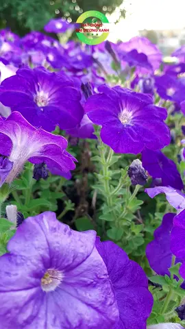 Hạt giống hoa dạ yến thảo #hatgiong #hatgionghoa #hoadepmoingay #hoadep 