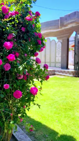 #نعمه#الحسان #القران_الكريم #قران_كريم_ارح_سمعك_وقلبك #تصميم_فيديوهات🎶🎤🎬 #تصويري📸 #جمعه_طيبه_بذكر_الله #يارب #توفيقك #