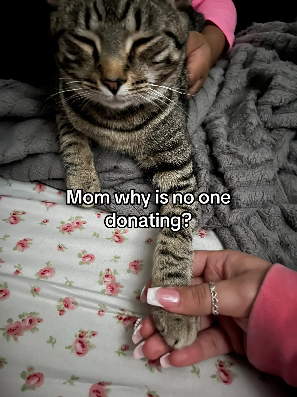 Toby needs urgent emergency care for his liver disease none of my videos are getting enough attention. We only have a short amount of time to raise money so he can get a chance to live. Please help save Toby. If you can’t donate click 4 buttons to help him. #SaveToby #fyp #FurBaby #gofundme #help #cats #PetEmergency #viral #liver #fypシ 