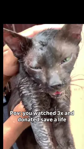 🚨 URGENT RESCUE: Meet Pluto, the blind cat fighting for his life I got a call today about a cat in terrible shape. The person who found him couldn’t afford to help, so I took him in, even though I honestly can’t afford it either. But how could I leave him behind? We first thought he had calicivirus or herpes, but his condition is even worse.  his tiny body is severely anemic, battling a dangerous blood infection. He’s barely hanging on — but he’s fighting. Pluto is on IV fluids, but he’s not stable. His lymph nodes and intestines are badly swollen, and he needs regular echography to monitor them. His treatment is expensive: over $40 a night for IV, $200+ for blood tests, and more for ongoing care. I didn’t plan for this. Our shelter is already drowning in vet debt but how could I turn my back on him? Now, I’m asking you to help me fight for Pluto’s life. If you’d like to help Pluto survive, please donate (link in bio) Can’t donate? Please share, it helps more than you know. #repost #catsoftiktok #catrescue #rescuekittens #catsfollowers #cats #straycatsoftiktok #communitysupport #catstiktok #unitedkingdom #usa #europe #germany #switzerland #furryfriends 