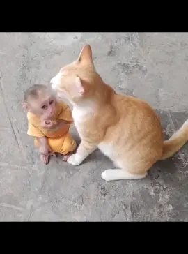 funny video #funnypets #fyp #animals #try not to lough 😅 🤣 