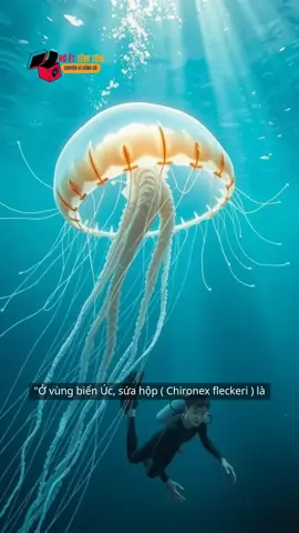 Sứa nhỏ chết người Úc #quáivật 