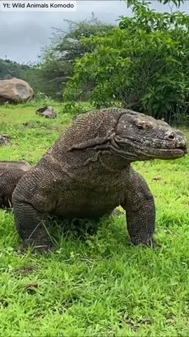 Kenapa Komodo masih hidup sampai sekarang? Kok nggak punah kayak dinosaurus? Komodo itu bukan cuma hewan langka, tapi juga bukti hebatnya alam Indonesia yang masih bertahan jutaan tahun! Yuk jaga bersama, biar komodo tetap jadi kebanggaan kita semua! #IndonesiaBaik #Komodo #FaktaNusantara #HewanLangka #FaunaIndonesia #MataIndonesia #FunFactIndonesia #LestarikanAlam 