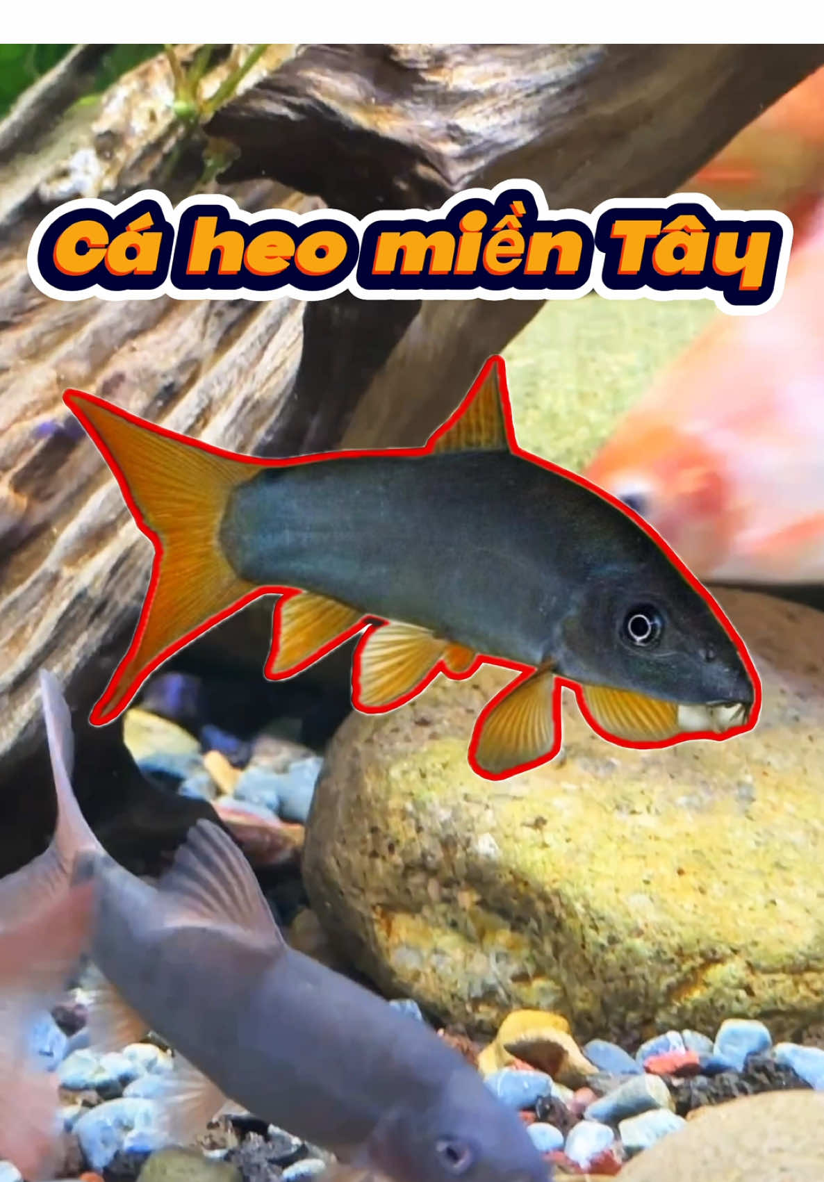 Nhập môn cá dễ chơi tập 4: Cá heo nước ngọt #cacanh #hothuysinh #fish #tuancaco 