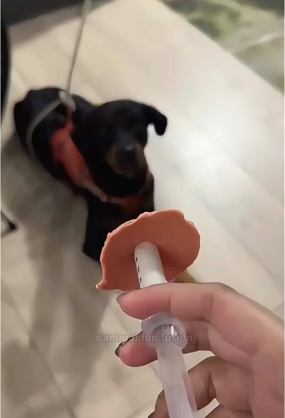 Give the dog medicine #dog #funny 