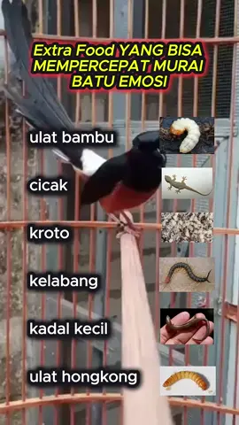 Ef terbaik untuk murai batu #muraiborneo #muraibatuindonesia #kacermaniaindonesia #kicaumania #burung 