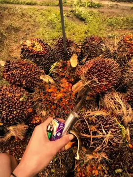 #sawit🌴 #sawittiktok🌴🌴 #fyp #foryou #viral #pekanbaru #riau #sawitriau #sawit 