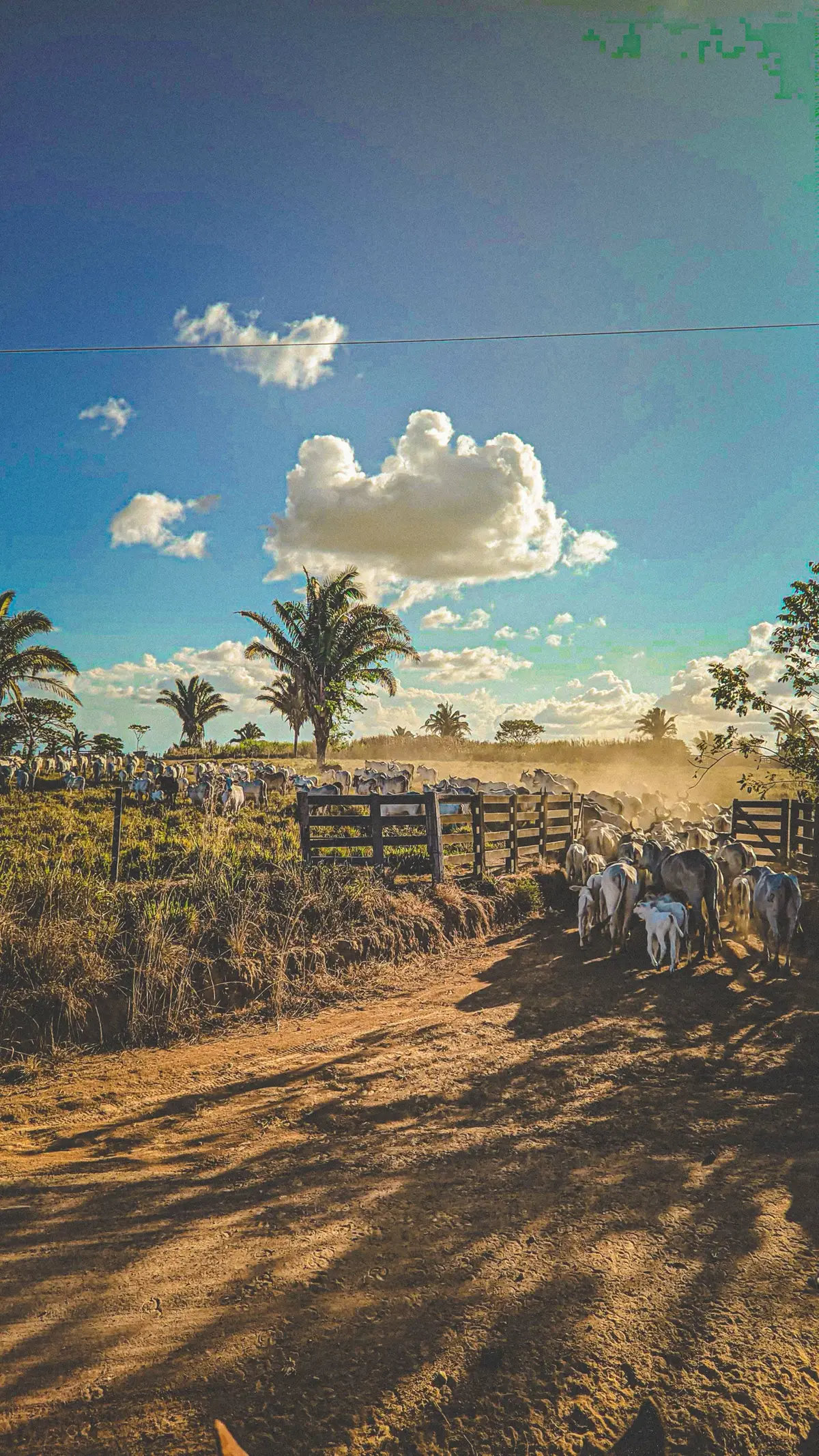 #fazmaracaipe #darocapromundo #statusagropecuaria #statusagro #gadonelo #LidaNoCampo #cavaloeboi 