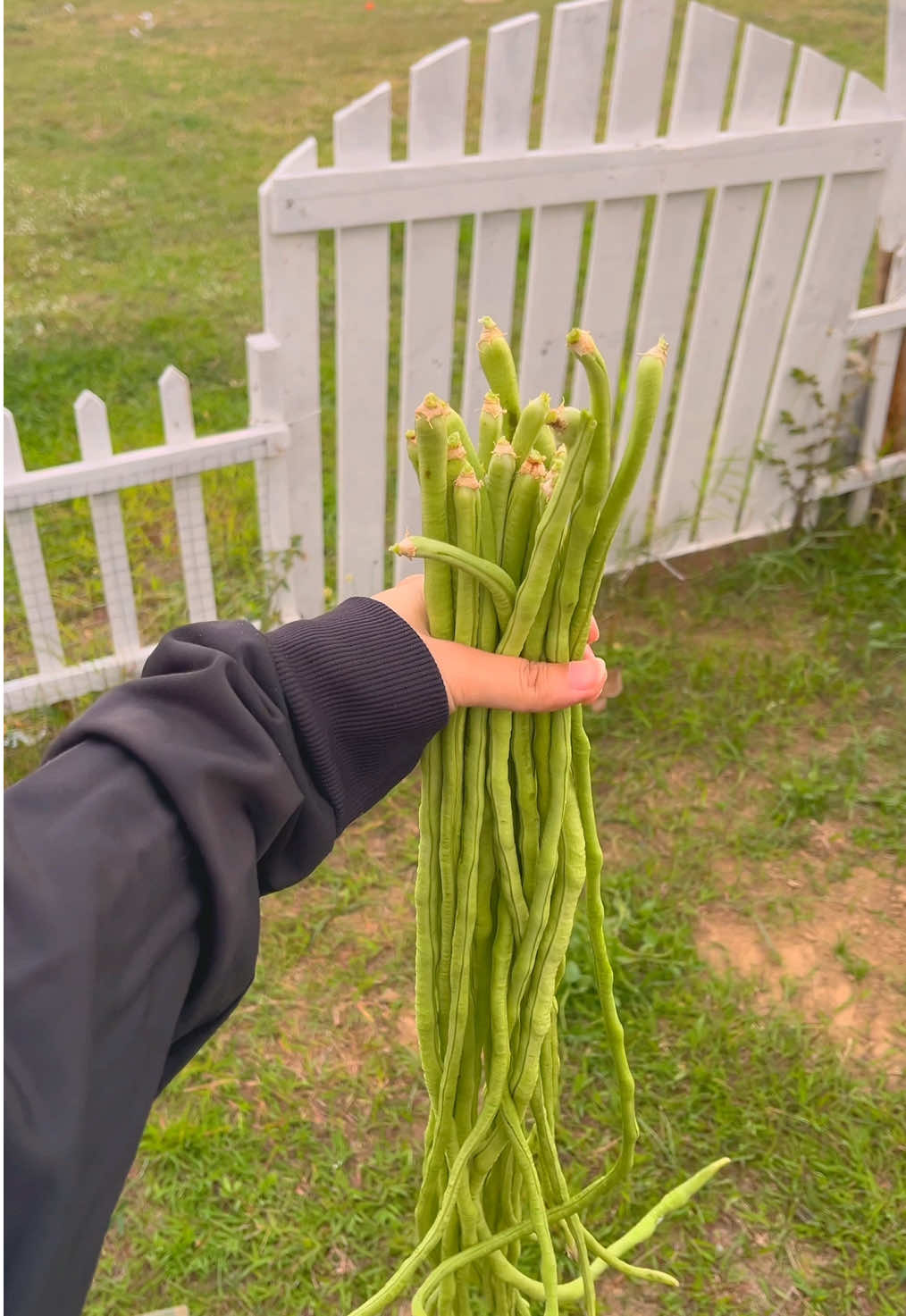 Garden diaries 🌱 harvesting chili, stringbeans and eggplants 🍆 #minivlog #provincelife #cozyhome #garden #harvest 