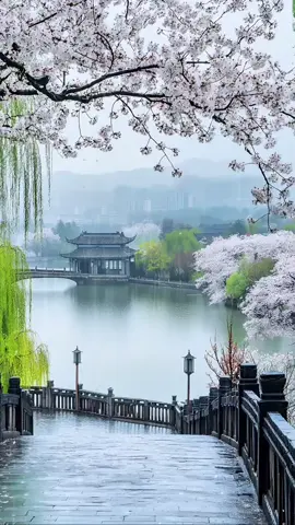 #癒し動画 #Healingscenery #雨 #nature 