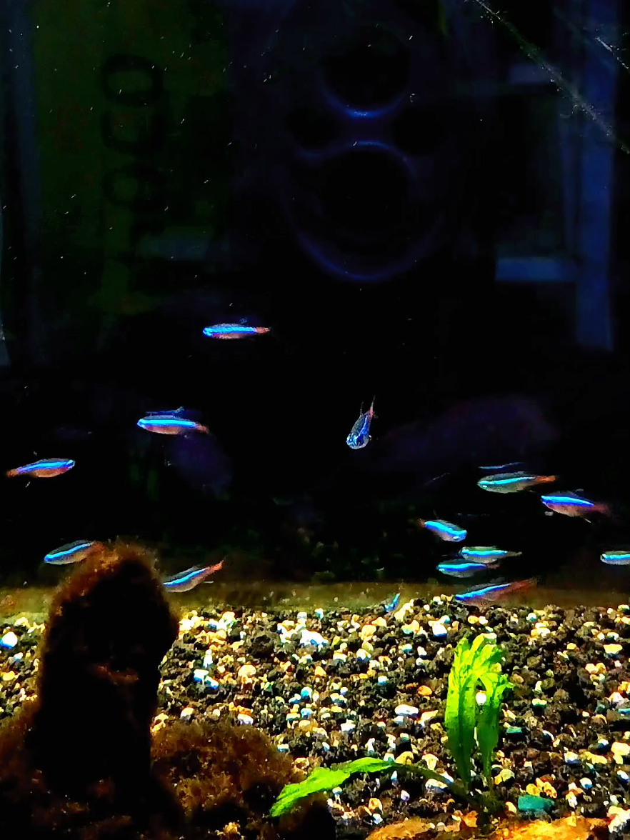 hujan gini enaknya ngopi sambil liat ikan #aquascape #aquaticplants #akuariumgalon #cardinaltetra #neontetra #aquascapeindonesia 