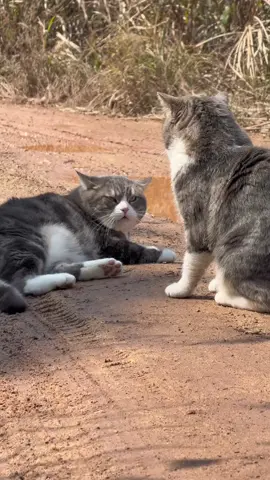 belom juga kena udah ngereog ajh😆😂😂 #kucinggemoy #kucingberantem #sibulus #anabulgembul #meow #lucu_ngakak #fypp #masukberanda #berandatiktok #fouryoupage #trend #soundviral #aisarkhaledd 