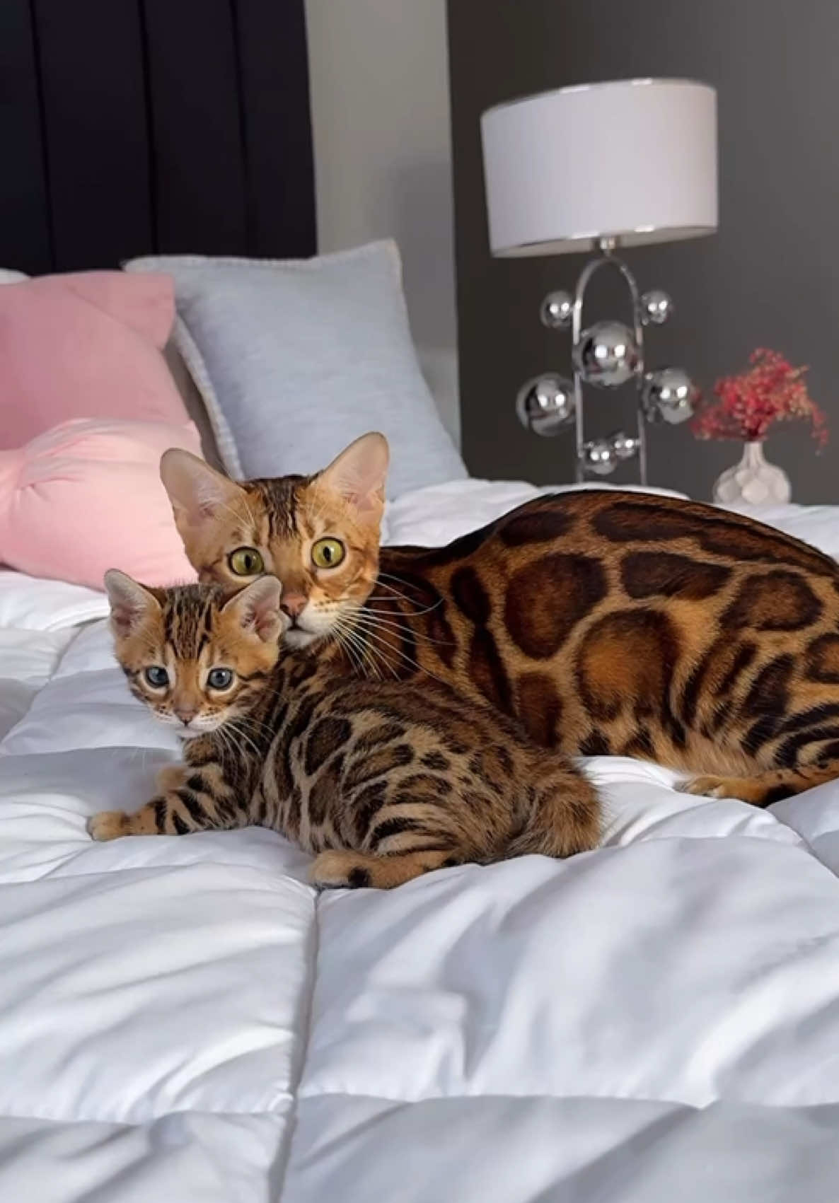 Bengal mommy and baby 💖💖  Elite GrandGlow cattery ⚜️ * * * * * #bengalkittens #bengalkitten #bengalkitty #bengallove #bengalcat #bengals #bengalkittensofinstagram #bengalkedisi #bengalkedisiyavrusu #bengalistanbul #bengalkatzen #gattobengala #bengalkucing #bengaleurope #bengalkittensflorida #bengalcalifornia #bengalnyc #bengalcatworld #bengaltiger #bengalbarcelona #bengalfrance #bengalodessa #bengalkiev #bengalsofinstagram #elite_grandglowcattery 