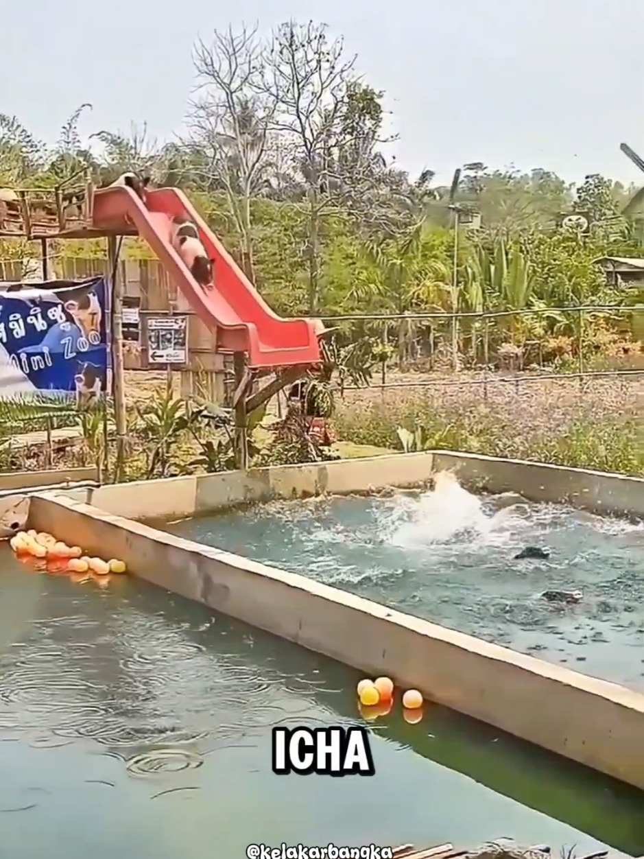 mandi mandi - - bantu follow ges, akun lama hilang, mulai awal lagi jadinya🥲. bakal ada video2 lain juga, semoga terhibur.