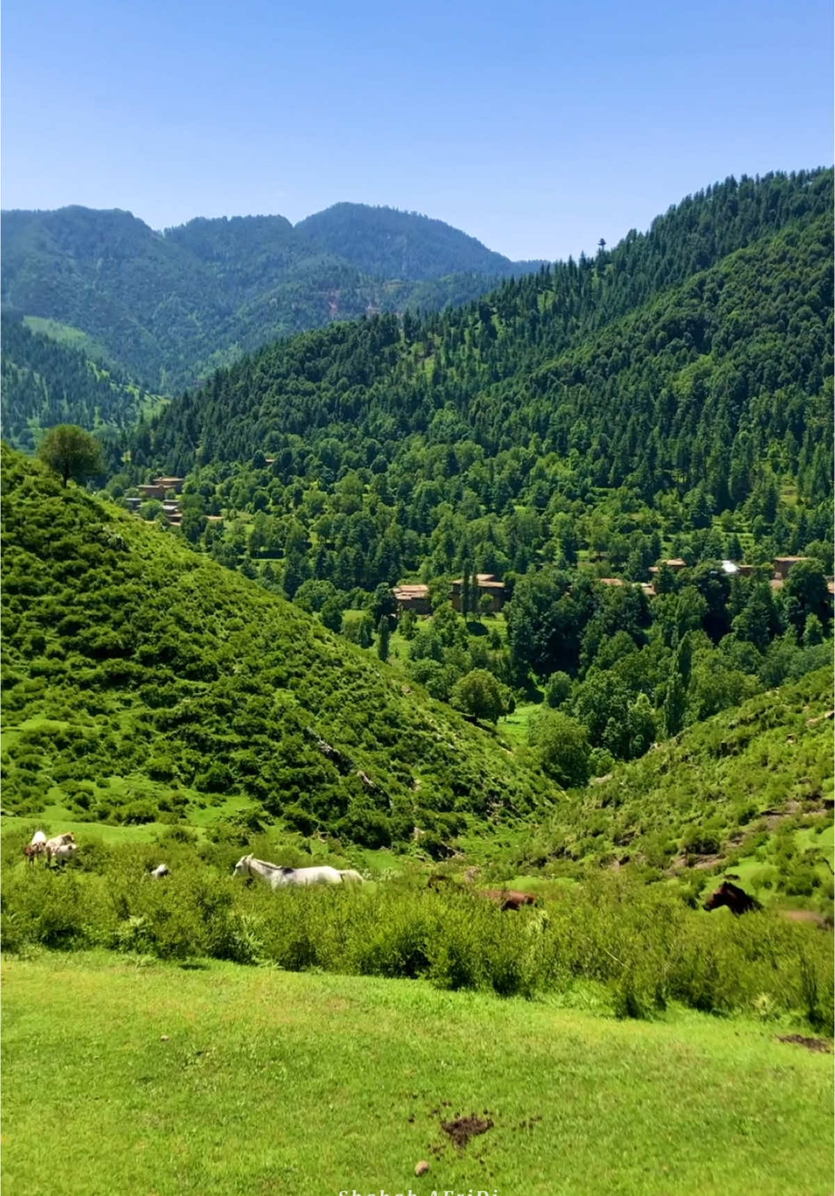 Tirah valley Beautiful view ⛰️ 🌸            #tirahvalley #explore #foryoupage #typ #peaceful #tirahbeautyview #viralvideo #watan #shahab_afridi313 