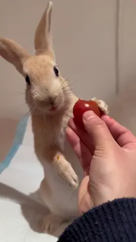 Every move of the rabbit is very cute.#rabbit #bunny #