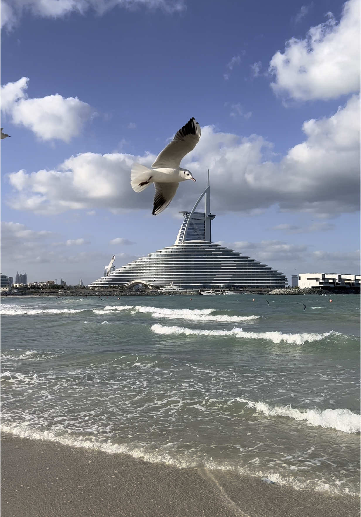 🌊🕊️ #دبي#dubai