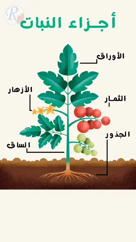 معلومة مع بلال الحلقة 29 #أجزاء_النبات #fyp #kids #cartoon #kidslearning #علوم #تعليم_الأطفال #معلومة_مع_بلال #قناة_روز_للأطفال #الصفوف_الأولية #الروضة 