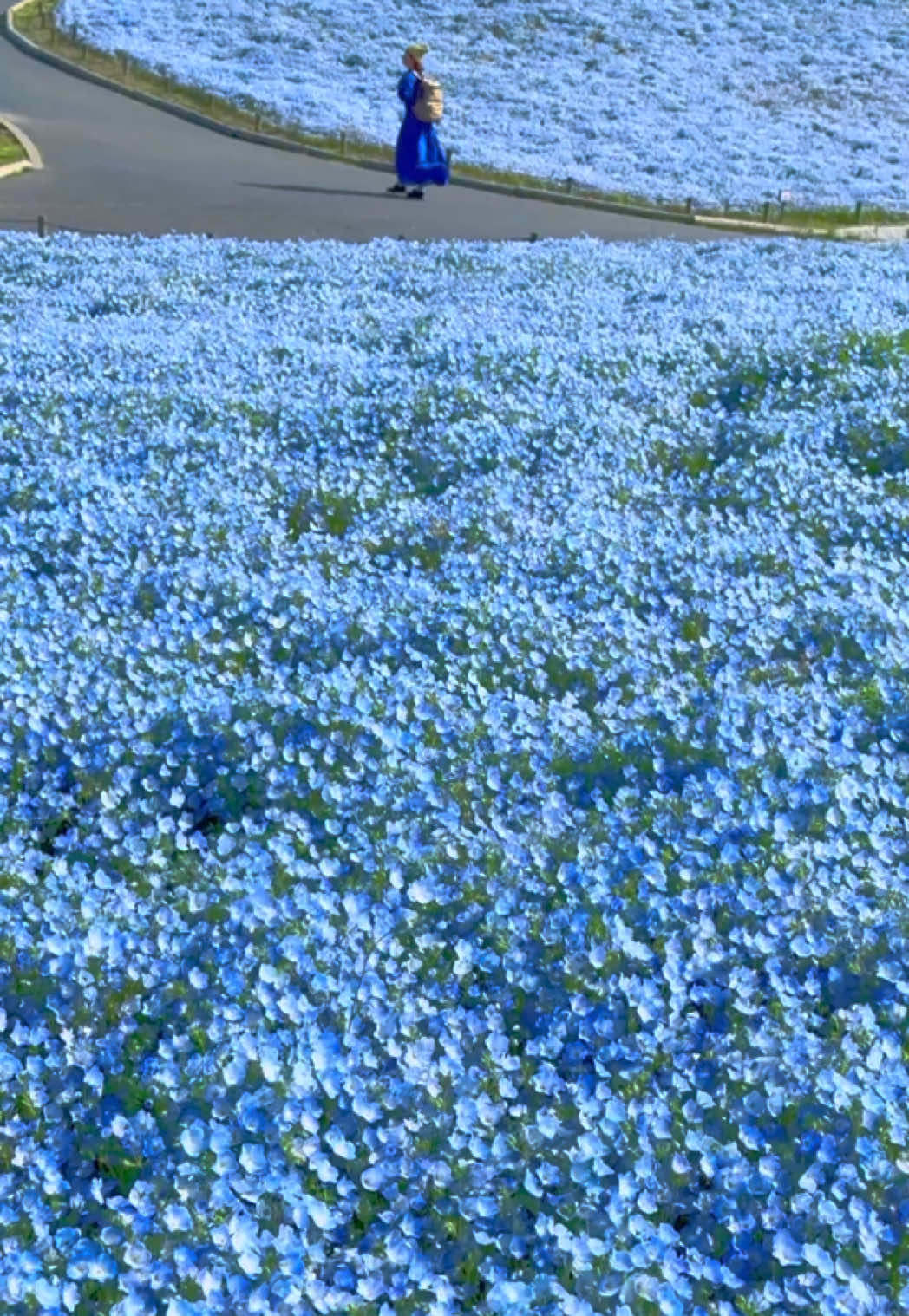 📍茨城県 国営ひたち海浜公園 / Hitachi Seaside Park, Ibaraki Japan  📷 19th April 2024 Nemophila flowers in #HitachiSeasidePark will soon be at their best! In 2025, you can enjoy them until around May! Please enjoy the field of flowers that reach up to the blue sky. 💙 Please check the officialsite for the blooming status. まもなく見頃を迎える #国営ひたち海浜公園 のネモフィラ。 2025年はゴールデンウィークまで楽しめそう！ 青空まで続く一面の花畑、ぜひお楽しみください📷️ （開花状況は公式サイトをご覧ください  ） 「10年通う私がおすすめ！国営ひたち海浜公園のネモフィラ写真スポット」YouTubeで公開中です！ 「詩歩の絶景vlog」で検索🔍️ https://youtu.be/FB-UYLwi-XU