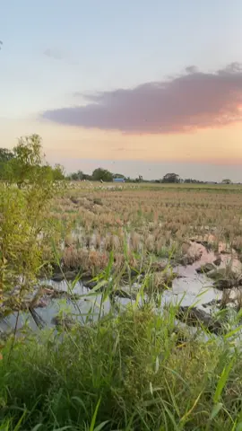 #freetouse #freetostory #vibes #trending #sunset #goldenhour 