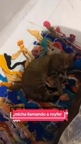 micha llamando a royfer  #gato #micha #semanasanta #cat 