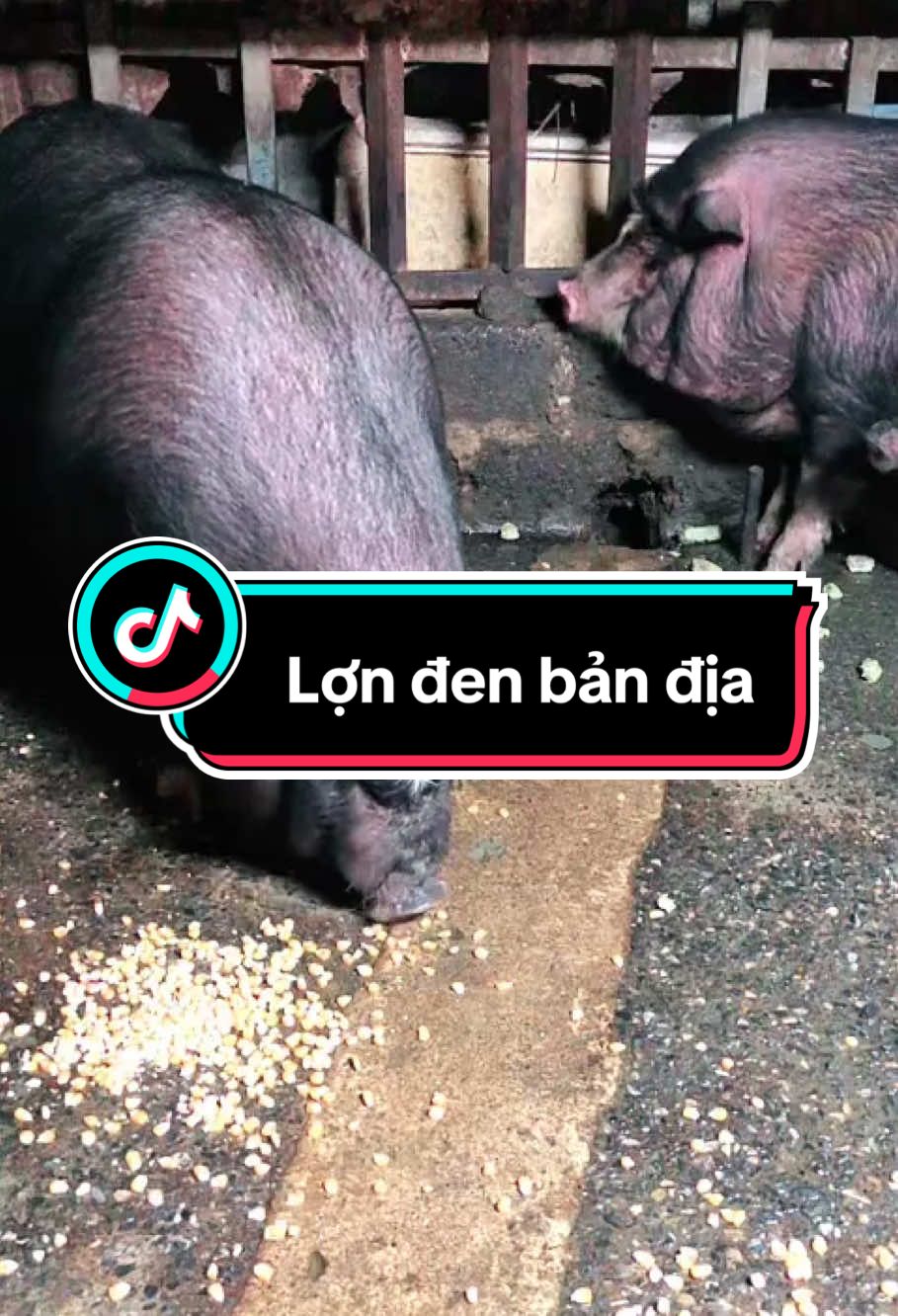 Lợn đen bản địa lai châu. #somlondenbandia #lợndenlaichau #mỡlonđen #lợnmon #lợnđentâybắc 