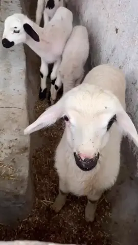 #خيرات_بلادي #شعب_الصيني_ماله_حل😂😂 #البلجيكي🇧🇪🔥 #casal #خيل_وخياله🐎 #tik_tok 